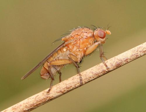 Suillia sp.